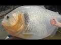 Biggest piranha in the world  amazon river monsters