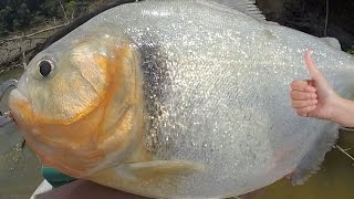 Biggest Piranha In The World - Amazon River Monsters