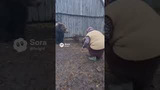 Медведь Вернулся За Ребенком Бабушка Спасает Медвежонка