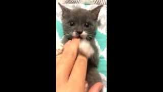 Cute kitten loves belly rub