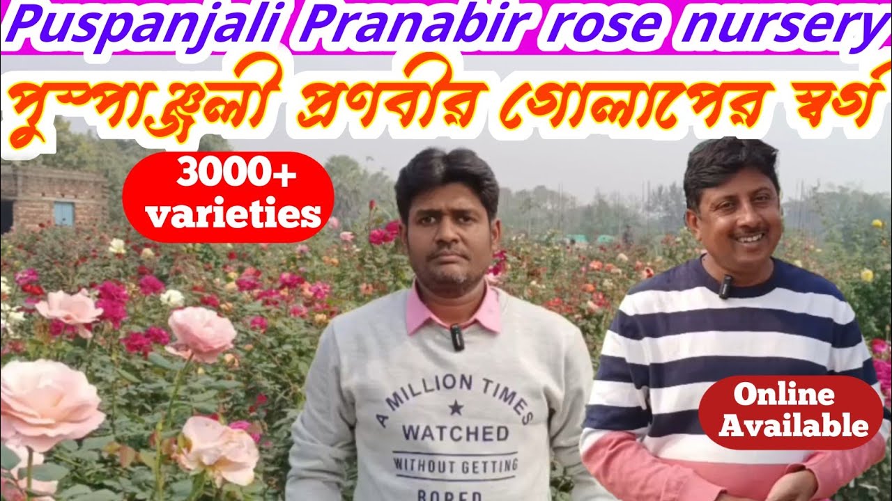গোলাপের স্বর্গ পুস্পাঞ্জলী প্রণবীর নার্সারি।। Puspanjali Pranabir India's Biggest Rose Nursery