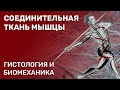 Соединительная ткань мышцы. Гистология и биомеханика.