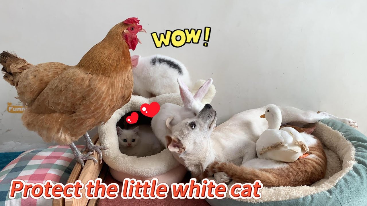 So funny! The mother rabbit mistook the white kitten for her baby! The hen was shocked! Super cute!
