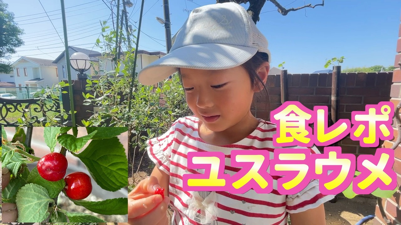 初ユスラウメ食レポbyひーちゃん🍒前歯が無いけど頑張って咀嚼してみました🍒