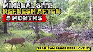 Mineral Site Refresh After 5 Months – Trail Cam Proof Deer Love It!
