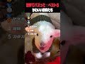 世界でバズった！動物たちとの触れ合い ベスト5