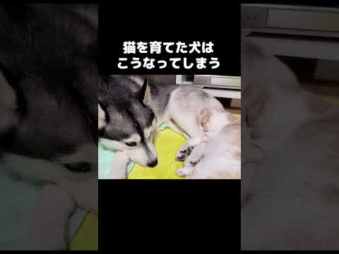 猫を育てた犬はこうなってしまう。#shorts