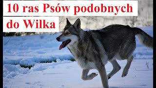 10 ras Psów Podobnych do WILKA