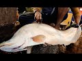 Giant CLOWN KNIFE FISH Cleaning & Chopping In Fish Market | Chitol Fish Cutting Skills