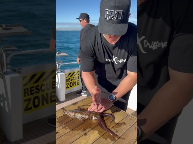 HOW TO HUMANELY KILL A SQUID #fishing class=