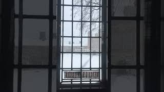 First snow of the season | WashU #snow #snowfall #stlouis #stl  #collegecampus