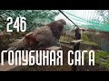 Голубиная сага  (Голуби гуляют. Тоша гоняет Зефира)   Серия 246