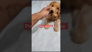 English Cocker Spaniel dog। Best Quality Dog Breeds। Cocker Spaniel puppy। Friendly Dog Breeds।