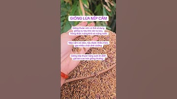 Giống lúa nếp Cẩm giống chuẩn