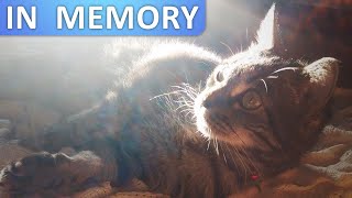 In Memory of My Cat - Memorial Video