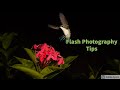 Flash photography tips for wildlife photography  with yvind martinsen