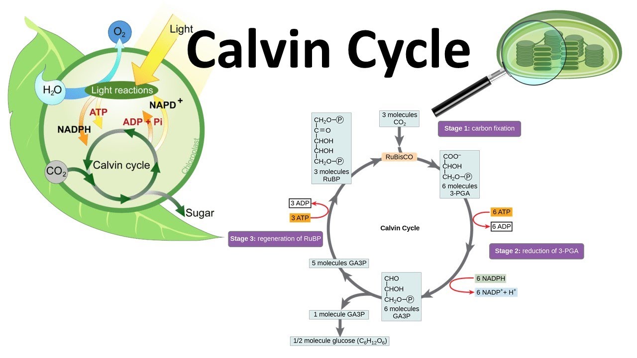 Calvin Cycle Easy Explanation