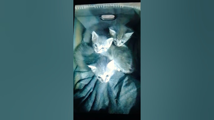 te szereted a cicákat? 🐈