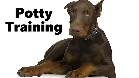 How To Potty Train A Doberman Pinscher Puppy - House Training Doberman Pinscher Puppies