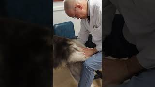Dog Chiropractor Cracks Paw Joints