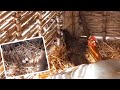 الدجاج البلدي البياض - هاكيفاش تخلي دجاجك يبيض في نفس المكان مع مريم فالبادية باش تفادى ضياع البيض
