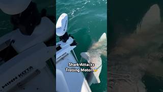 Shark Attacks Trolling Motor ‼️🦈 #MinnKota