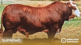 Video: Rancho 1032 - Supremo 1361Y