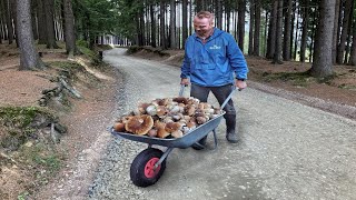 Giant mushrooms. Picking WILD MUSHROOMS 2024, Extreme Boletus Mushrooms, large mushrooms picking.