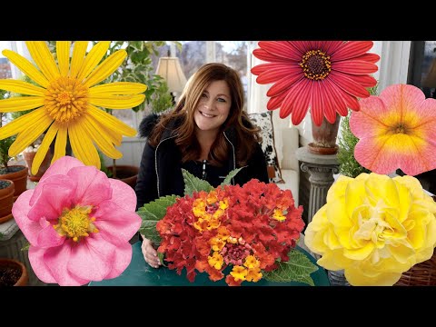 Video: Annuals For The Garden - Opi yksivuotisista puutarhakasveista
