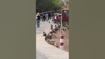 Rừng Sác chiến khu cần giờ!!!...