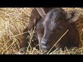 Cow in Amboy gives birth to rare triplets