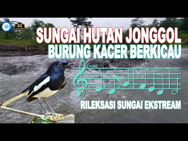 Terapi Desiran u0026 Kicauan! Terapi Relaksasi Suara Air Sungai Jonggol Kicauan Suara Burung Kacer class=