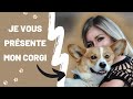 JE VOUS PRÉSENTE MON CHIEN ( WELSH CORGI PEMBROKE ) 🦊 の動画、YouTube動画。