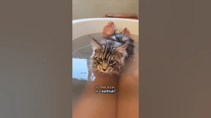 Video 10642481: maine coon water