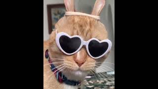 Funniest Cutest Cats Best Cats Compilation #5