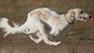 The Saluki: Unveiling the Ancient Secrets of the Oldest Dog Breed