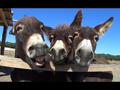 Сафари парк и гончарная мастерская Аристей в Анапе (страусиная ферма)