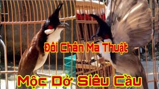 Chào Mào Mộc Dở Siêu Cầu | Đôi Chân Ma Thuật Lật Cầu Như Máy #chaomaolangson #chaomaobaydau