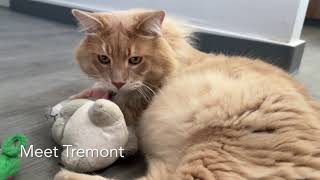 Meet Tremont! (#H211966)