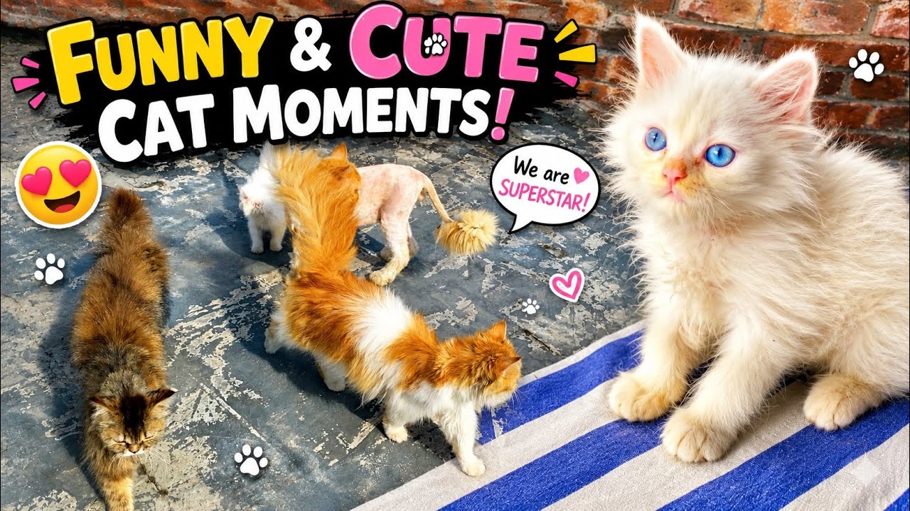Funny & Cute Cat Moments 😹🐾 | Amazing Cat Shoot Video Compilation - YouTube