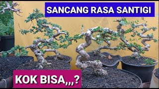 Tips Bikin Bonsai Sancang Rasa Santigi