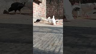 #kabootar #pigeon #pigeonlaver#ytshortsindia #king #pigeon