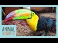 Another Surgery for Zeema the Toucan