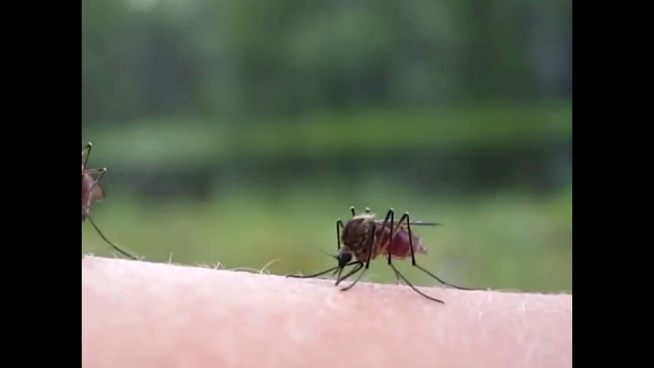 🆕Mosquito Trap Diy Dubái 🏻 Mosquito Trap Bottle Dubái Top Video YouTube