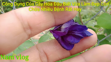 Công Dụng Của Cây Hoa Đậu Biết Vừa Làm Đẹp Còn Được  Chữa Bệnh Rất Hay Rất Bất Ngờ.