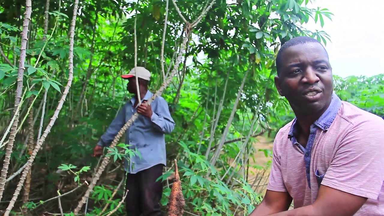 Largest Cassava Farming with Processing and Modern Agriculture in Africa, Niji Farms
