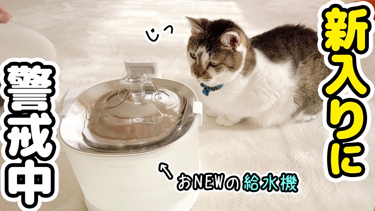 のんびり休日、愛猫たちに新入りグッズを買ってきたら‥