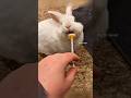 This Guy Saved a Baby Rabbit