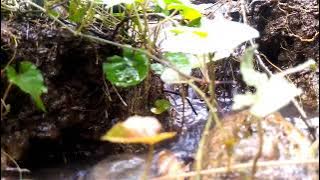 30 menit suara gemericik air mengalir nyaring