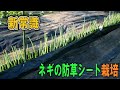 新常識!?ネギの防草シート挟み植え栽培!!草取りや土寄せ収穫が驚くほど簡単になります。